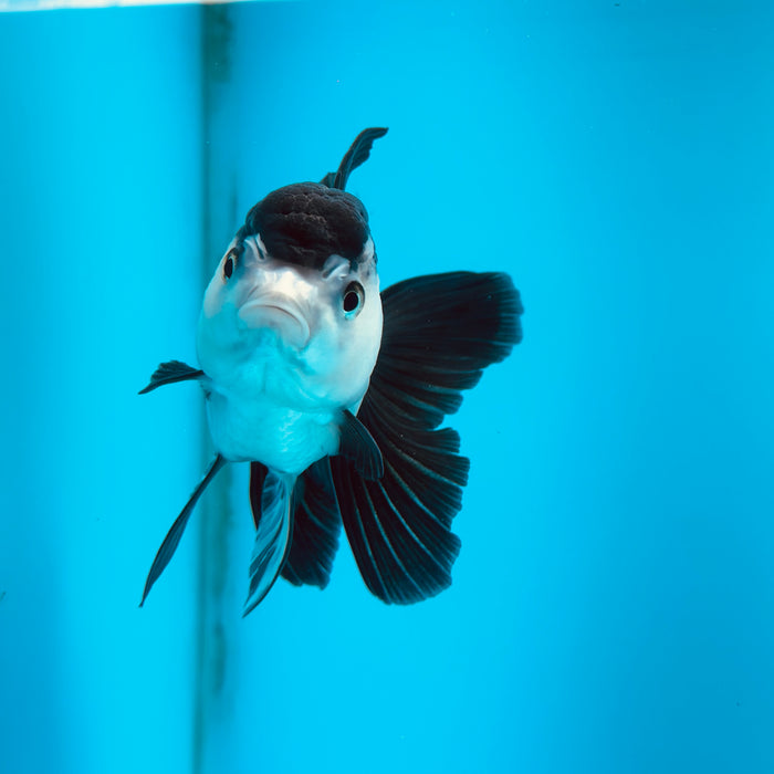 Live Fancy Goldfish Panda Thai Oranda 3.50'' (KP-123) Ready To Ship! What You See What You Get.