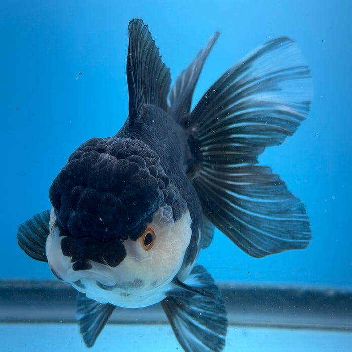 Live Fancy Goldfish Panda Thai Oranda Show Quality 3.5'' (KP-100) Ready To Ship! What You See Is What You Get.