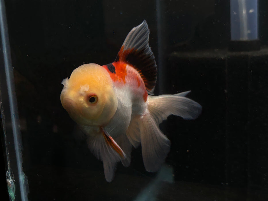 Thai Oranda Tri-Color 2.5” Body Male 4 Months (JC-023)R4C10