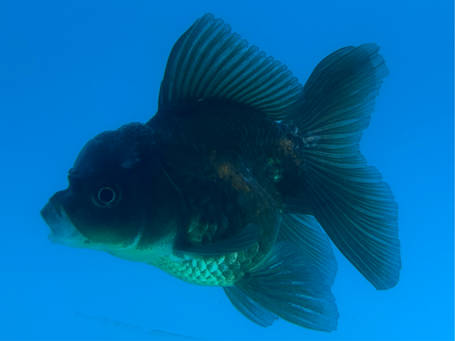 Thai Oranda Rose Tail Black Yellow Copper 2.5” Body Male 6 Months (JC-105) R1B06