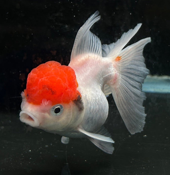 Thai Oranda Red Cap 2.5” Body Female 6 Months (JC-049)R4C10