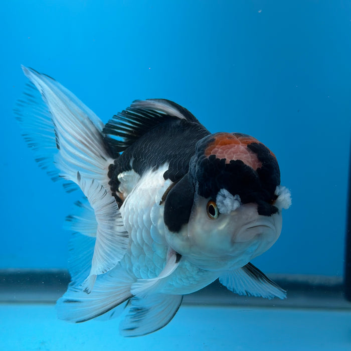 Live Fancy Goldfish Tri Color Thai Oranda 3.50'' (KP-103) Ready To Ship! What You See What You Get.