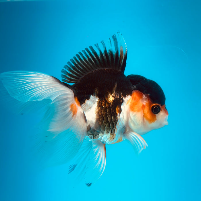 Live Fancy Goldfish  Tri Color Thai Oranda 3.00'' (KP-120) Ready To Ship! What You See What You Get.