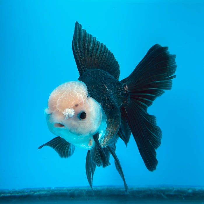 Live Fancy Goldfish Panda Thai Oranda 3.50'' (KP-112) Ready To Ship! What You See What You Get.