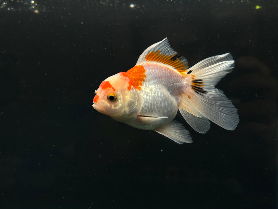 Thai Oranda Tri-Color 2.5”Body Female 6 Months (JC-036)R4A08