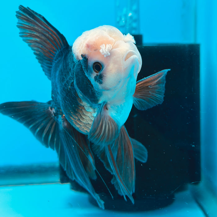 Live Fancy Goldfish Panda Thai Oranda 3.50'' (KP-112) Ready To Ship! What You See What You Get.