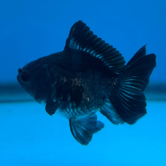 Thai Oranda Yuan Bao Black 2” Body Male 4 Months (JC-136) R1A02