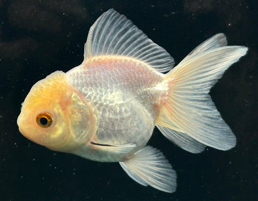 Thai Oranda Lemon Head 2.3” Body Female 5 Months (JC-059)R4A13