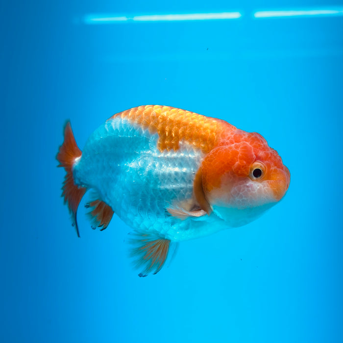 Live Fancy Goldfish Red & White Ranchu 3.00'' (KP-118) Ready To Ship! What You See What You Get.