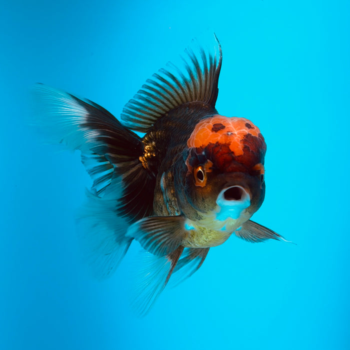 Live Fancy Goldfish Black Body Red Cap Thai Oranda 3.00'' (KP-121) Ready To Ship! What You See What You Get.