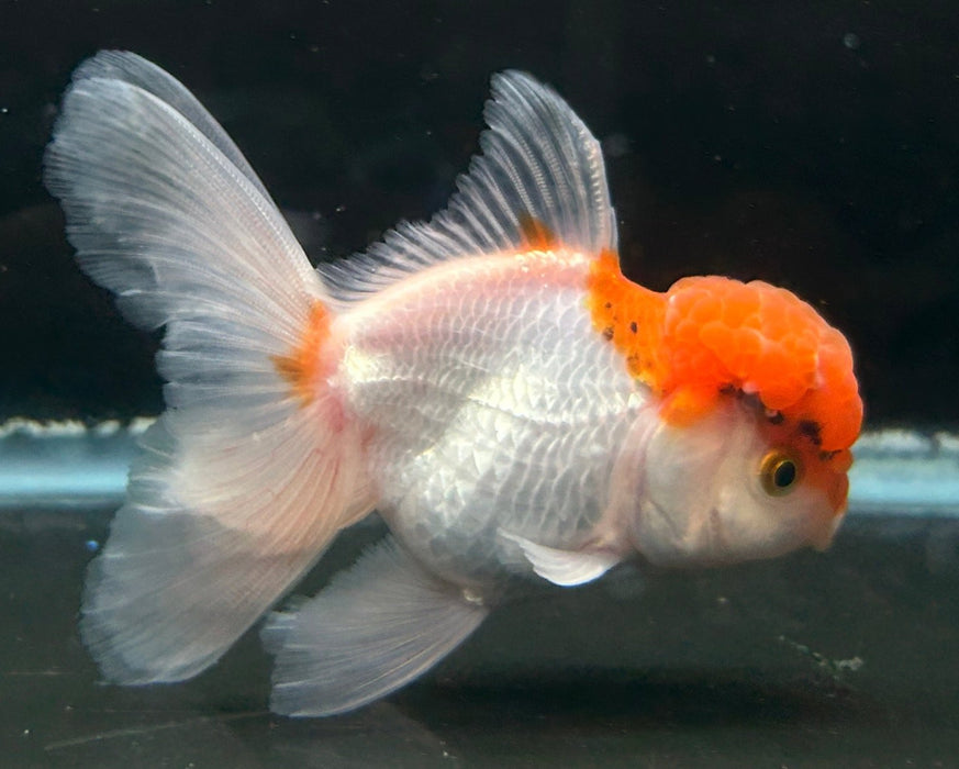 Thai Oranda Red Cap 2.5” Body Male 6 Months (JC-055)R4A12