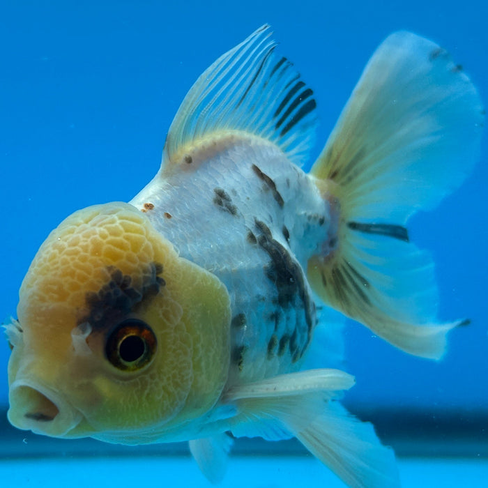 Thai Oranda White Lemon Head Rose Tail 3” Body Male 6 Months (JC-129) R1A02