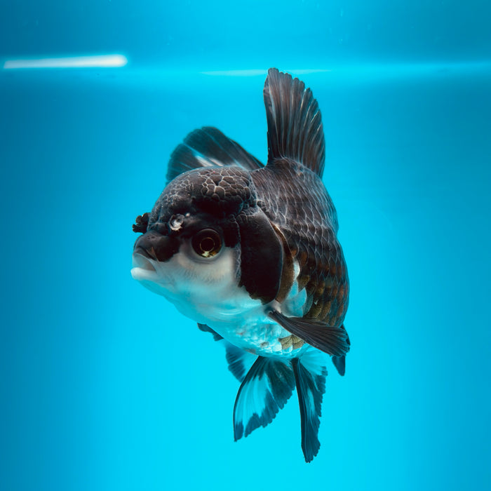 Live Fancy Goldfish Panda Thai Oranda 3.00'' (KP-122) Ready To Ship! What You See What You Get.