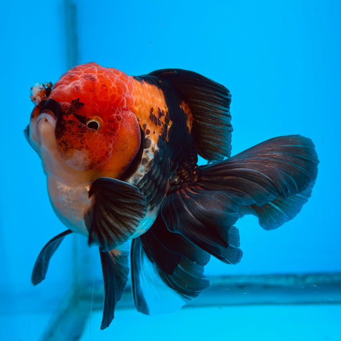 Live Fancy Goldfish Tri Color Thai Oranda 3.50'' (KP-109) Ready To Ship! What You See What You Get.