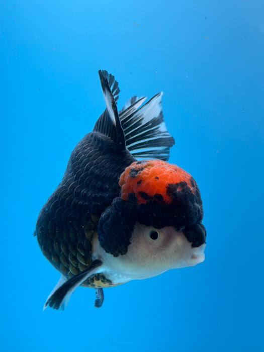 Live Fancy Goldfish Tri Color Thai Oranda 3.50'' (KP-102) Ready To Ship! What You See What You Get.