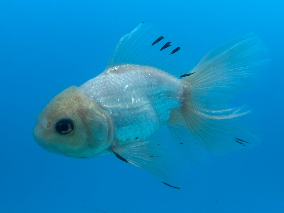 Thai Oranda White 3” Body Female 8 Months (JC-091) R1A05