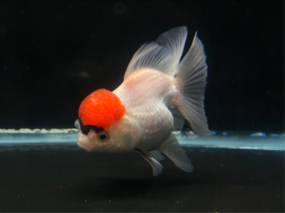 Thai Oranda Red Cap 2.5" Body Female 7 Months (JC-075)R1A07