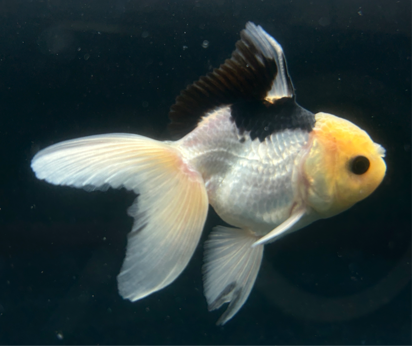 Thai Oranda Panda 2.5”Body Male 4 Months (JC-033)R4A09