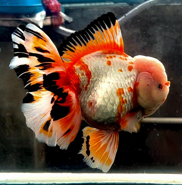 Live Fancy Goldfish Premium Select Our Choice Giant BREED Special Tri Color Thai Oranda GROW UP TO 5.5-7'' BODY(CGF-052)