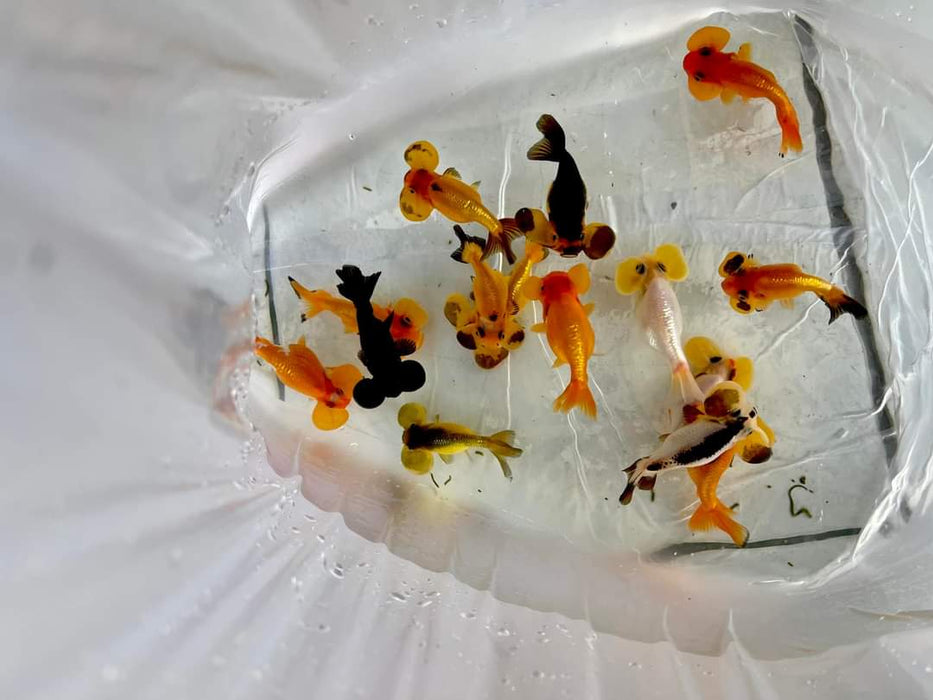 Live Fancy Goldfish Premium Select Our Choice Thai Assorted Bubble Eye 3.00 inch
