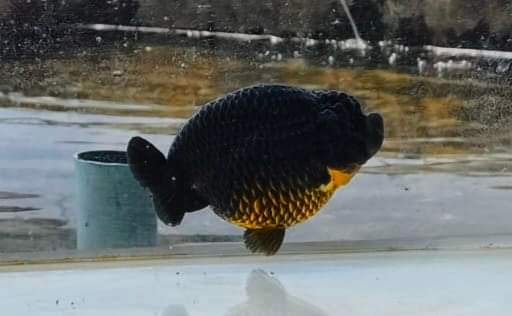 Live Fancy Goldfish Premium Select Our Choice Black Hybrid Ranchu (CGF)