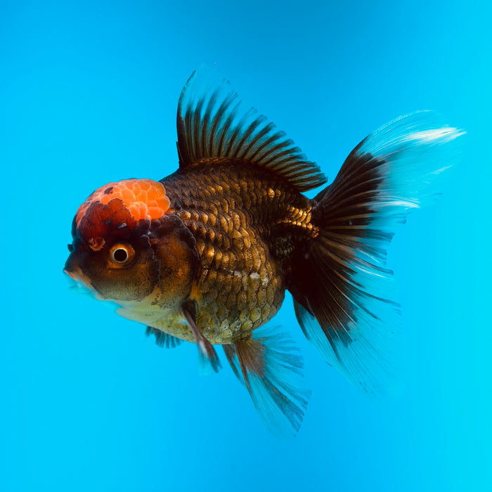 Live Fancy Goldfish Black Body Red Cap Thai Oranda 3.00'' (KP-121) Ready To Ship! What You See What You Get.