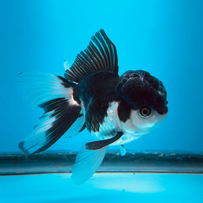 Live Fancy Goldfish Tri Color Thai Oranda 3.50'' (KP-116) Ready To Ship! What You See What You Get.