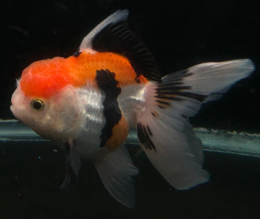 Thai Oranda Tri-Color 2.5”Body Male 6 Months (JC-037)R4A08