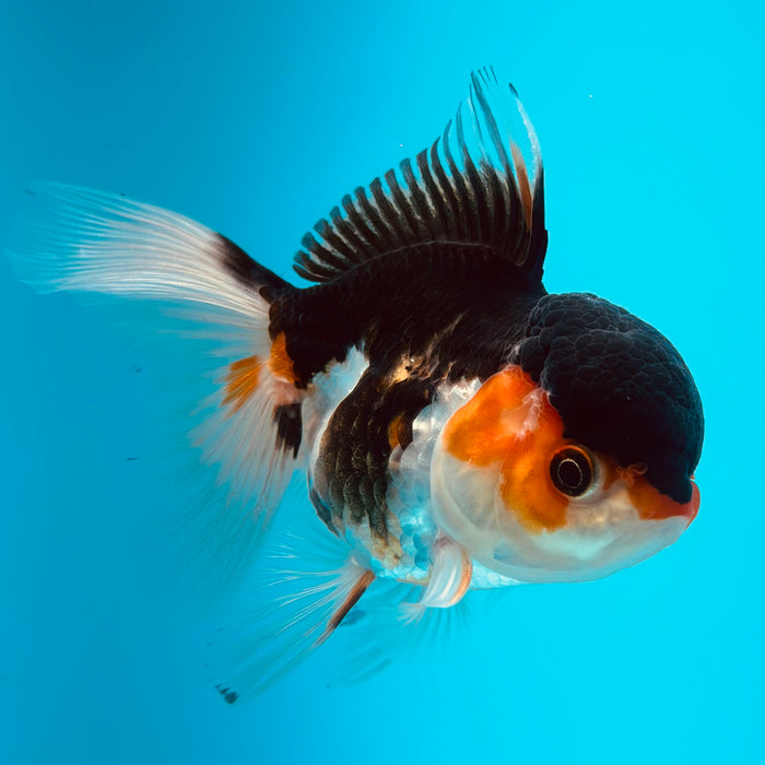 Live Fancy Goldfish  Tri Color Thai Oranda 3.00'' (KP-120) Ready To Ship! What You See What You Get.