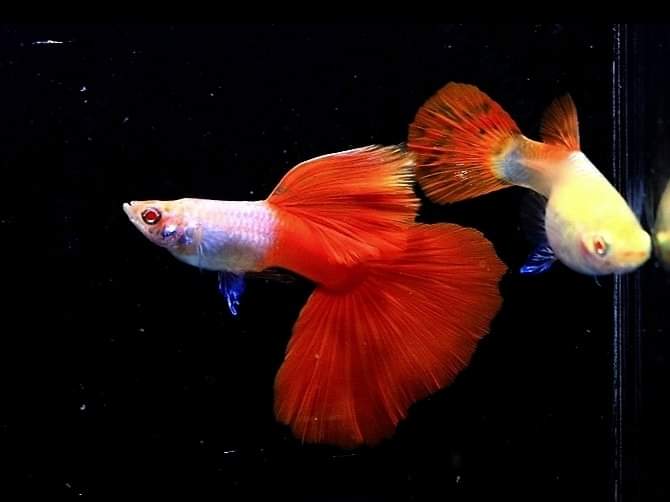 (CGP-126) Albino Lazuri Red Tail Guppy R10B15