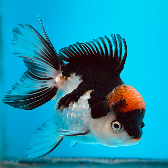 Live Fancy Goldfish Tri Color Thai Oranda 3.50'' (KP-107) Ready To Ship! What You See What You Get.