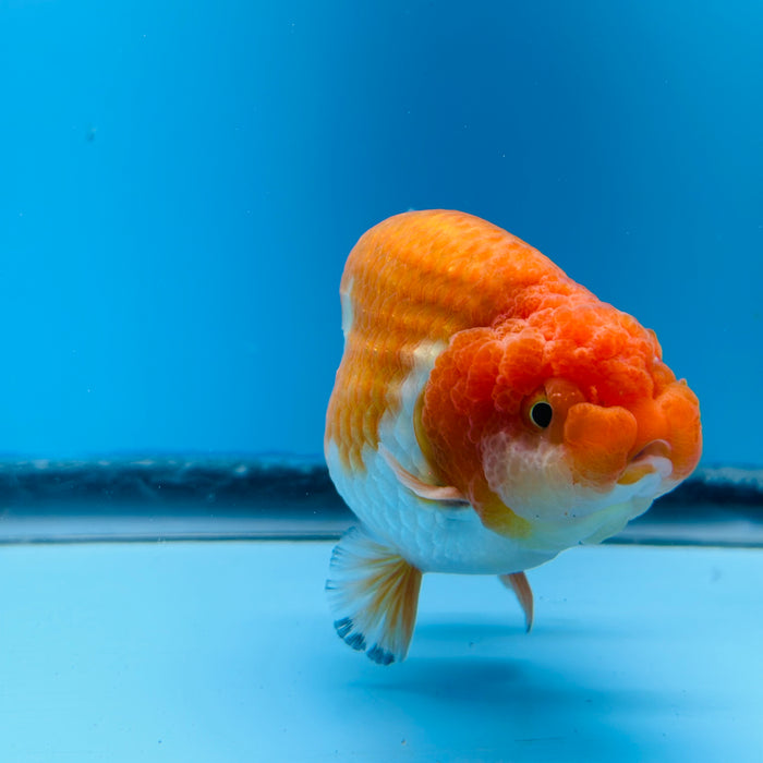 Live Fancy Goldfish Red & White Ranchu 3.00'' (KP-117) Ready To Ship! What You See What You Get.