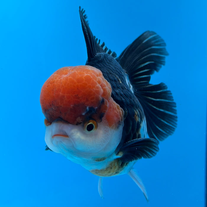 Live Fancy Goldfish Tri Color Thai Oranda 3.50'' (KP-104) Ready To Ship! What You See What You Get.