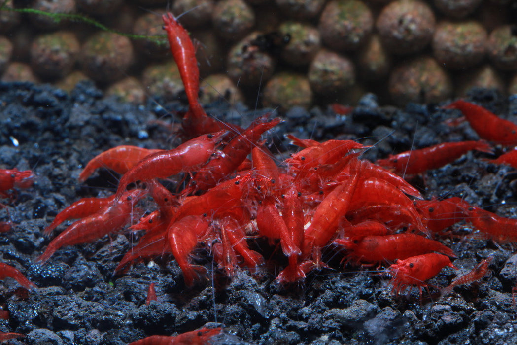 Live Freshwater Aquarium Fancy Bloody Mary Shrimp Premium Quality 5/$18, 10/$30, 20/$50 (Neocaridina sp.)(FS-10)U175, U186