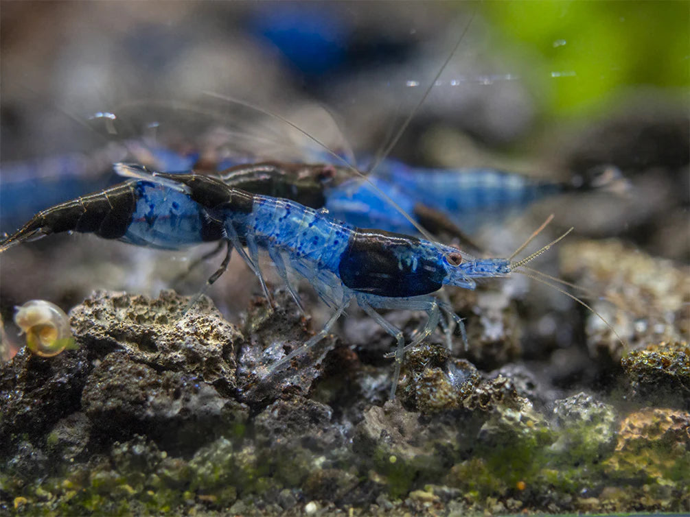 Blue Rili Live Freshwater Aquarium Blue Carbon Rili Shrimp Rare Premium FOR SALE ...