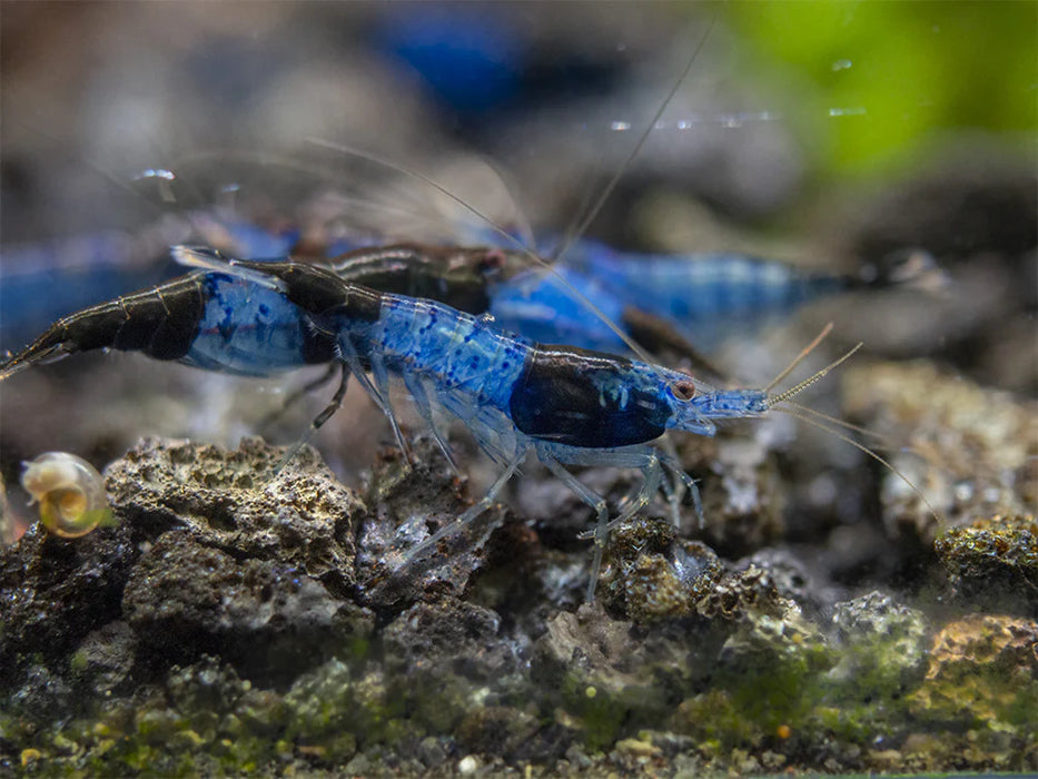 Live Freshwater Aquarium Blue Carbon Rili Shrimp Fancy Quality 5/$25, 10/$45, 20/$85 (FS-011)R9B4
