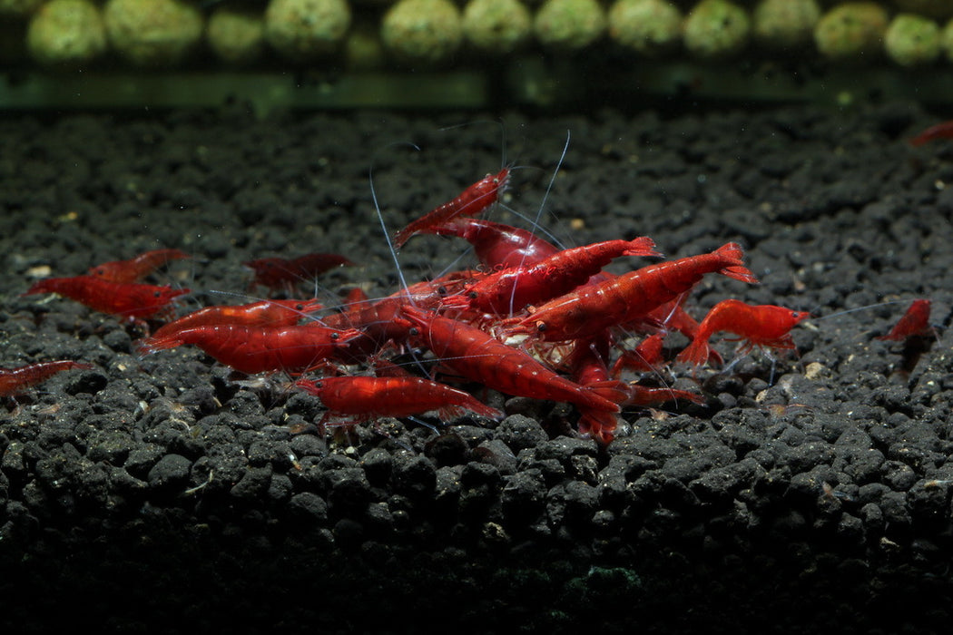 Live Freshwater Aquarium High Quality Painted Fire Red Shrimp 5/$20, 10/$35, 20/$65 (Neocaridina sp.)(FS-023)R9B6, R9B18