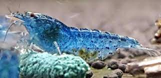 Live Freshwater Aquarium Shrimp Blue Aura (Neocaradina) 5/$25, 10/$45, 20/$85 (FS-041)R9C6