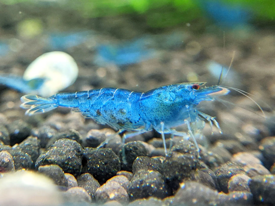 Live Freshwater Aquarium Shrimp Blue Aura (Neocaradina) 5/$25, 10/$45, 20/$85 (FS-041)R9C6