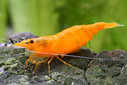 Live Freshwater Aquarium Premium Quality Sunkist (Orange Pumpkin) Shrimp Neocaridina 5/$18, 10/$30, 20/$50 (FS-25)U123