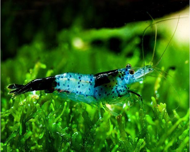 Live Freshwater Aquarium Blue Carbon Rili Shrimp Fancy Quality 5/$25, 10/$45, 20/$85 (FS-011)R9B4