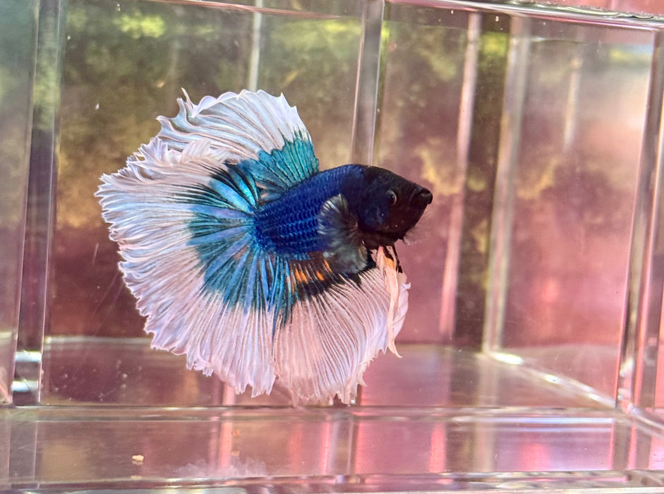 LIVE FISH MALE BETTA BLUE BUTTERFLY HALFMOON S280(LLL-505) HIGH QUALITY WHAT YOU SEE WHAT YOU GET!!