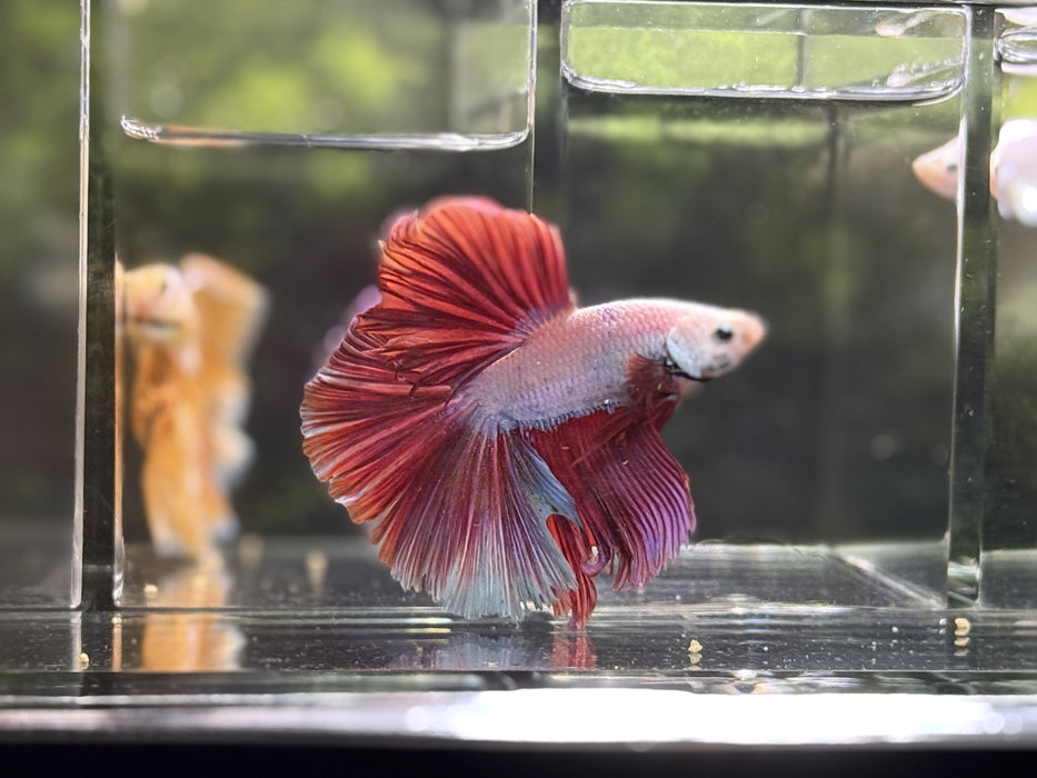 LIVE BETTA MALE HIGH GRADE FANCY MULTI DRAGON HALFMOON  S209 (LLL-3090) WHAT YOU SEE IS WHAT YOU GET!