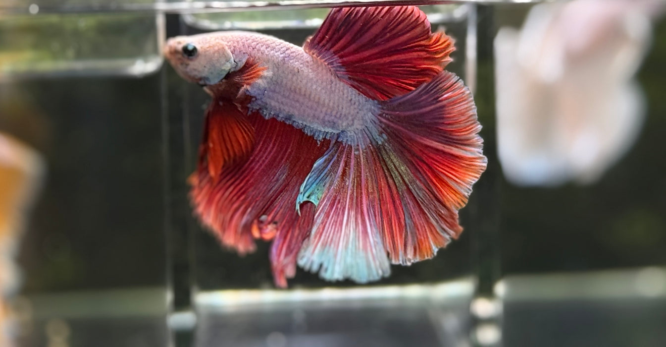 LIVE BETTA MALE HIGH GRADE FANCY MULTI DRAGON HALFMOON  S209 (LLL-3090) WHAT YOU SEE IS WHAT YOU GET!