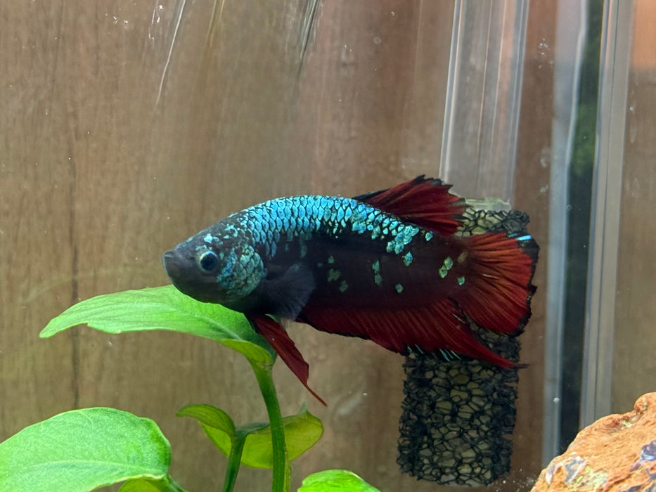 LIVE FISH GIANT BETTA BLACK/RED AVATAR PLAKAT MALE  S182 (LLL-379)