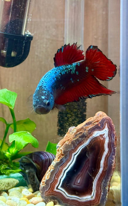 LIVE FISH GIANT BETTA BLACK/RED AVATAR PLAKAT MALE  S182 (LLL-379)