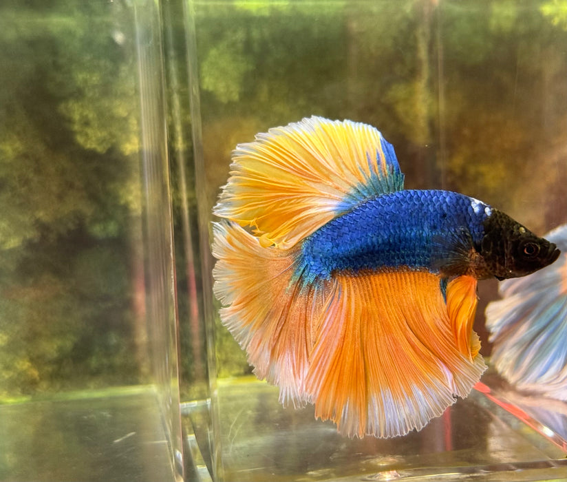 LIVE FISH MALE BETTA BLUE BUTTERFLY HALFMOON S215 (LLL-010) HIGH QUALITY WHAT YOU SEE WHAT YOU GET!!