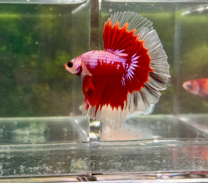 LIVE FISH HIGH GRADE FANCY MARBLE RED/PINK OVER HALFMOON CELLOPHANE ROSETAIL MALE S206( LLL-700) WHAT YOU SEE IS WHAT YOU GET