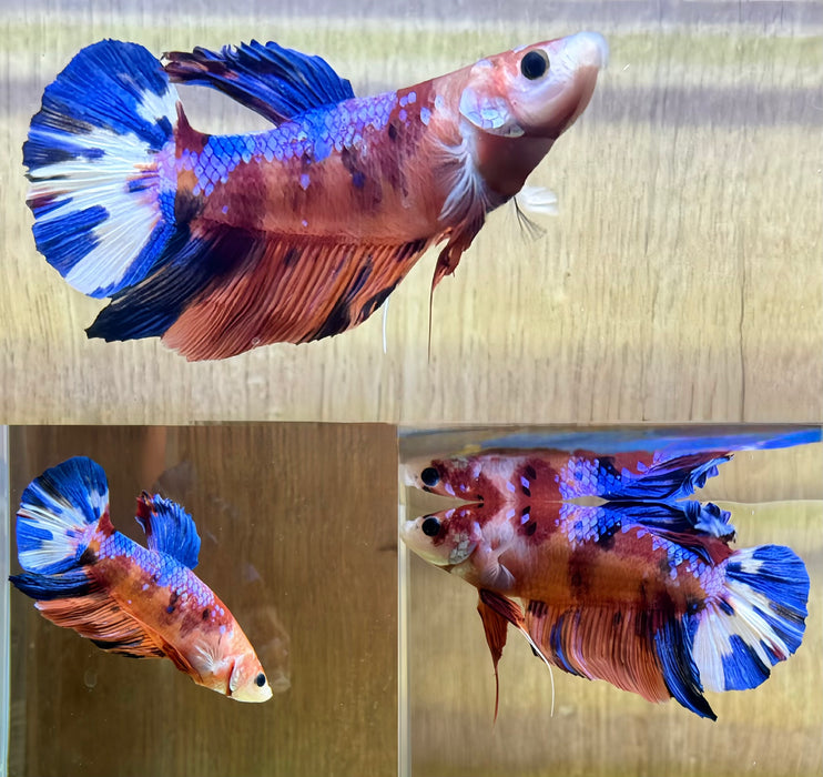 LIVE BETTA FISH “FANCY GIANT  CANDY MALE PLAKAT”S184 (LLL-304) WHAT YOU SEE IS WHAT YOU GET