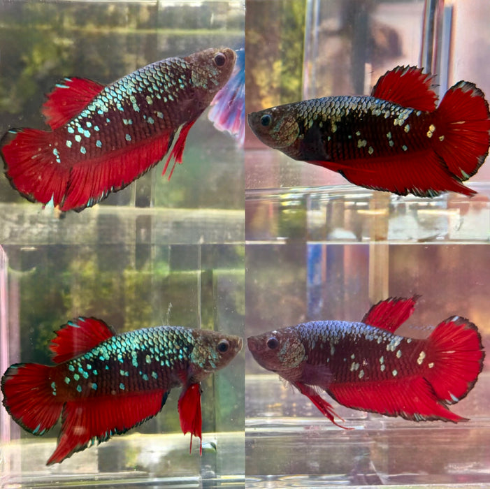 LIVE FISH GIANT BETTA BLACK/RED AVATAR PLAKAT MALE  S182 (LLL-379)